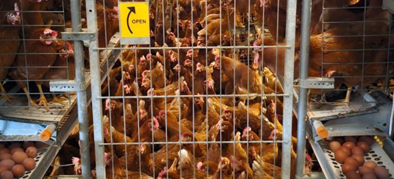 Protejat: Smart Farm Monitoring: parteneriatul KMW Systems și ALO IT-NETWORK pentru 12 ferme de găini ouătoare